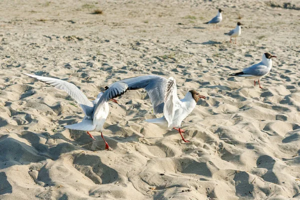 Белые Чайки Песчаном Пляже Солнечный День Птицы Песке Моря — стоковое фото