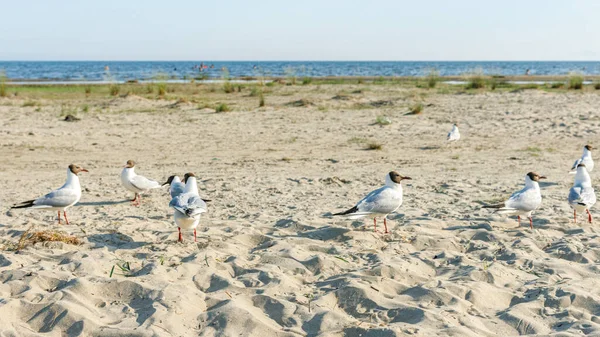 Weiße Möwen Einem Sonnigen Tag Einem Sandstrand Vögel Auf Dem — Stockfoto