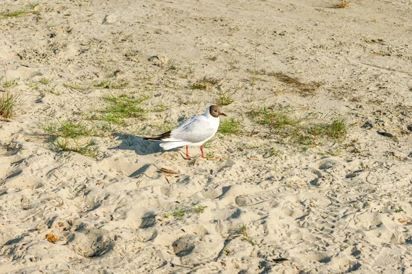 Vita Måsar Sandstrand Solig Dag Fåglar Sanden Vid Havet — Stockfoto