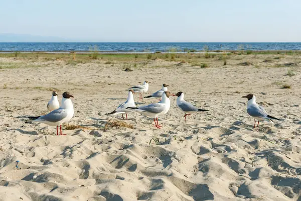 Weiße Möwen Einem Sonnigen Tag Einem Sandstrand Vögel Auf Dem — Stockfoto