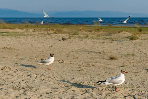 Gaviotas Blancas Una Playa Arena Día Soleado Aves Arena Junto — Foto de Stock