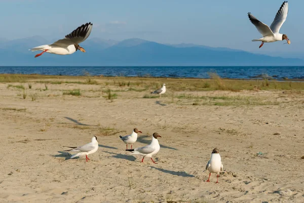 Weiße Möwen Einem Sonnigen Tag Einem Sandstrand Vögel Auf Dem — Stockfoto