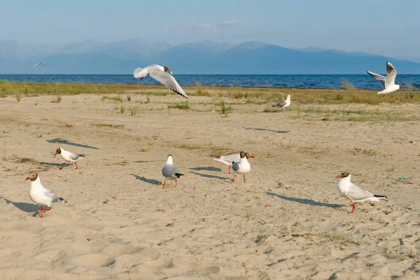 Weiße Möwen Einem Sonnigen Tag Einem Sandstrand Vögel Auf Dem — Stockfoto