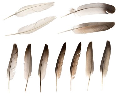Beyaz arka planda izole edilmiş doğal kuş tüyleri. Kolaj güvercini ve kaz tüyü yakın plan.