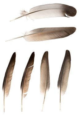 Beyaz arka planda izole edilmiş doğal kuş tüyleri. Kolaj güvercini ve kaz tüyü yakın plan.