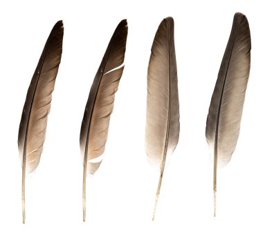 Beyaz arka planda izole edilmiş doğal kuş tüyleri. Kolaj güvercini ve kaz tüyü yakın plan.