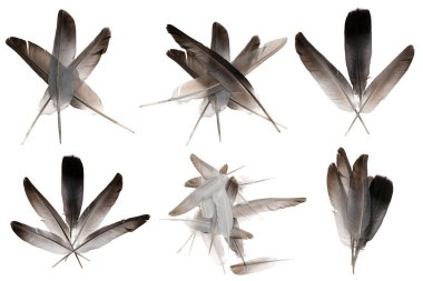 Beyaz arka planda izole edilmiş doğal kuş tüyleri. Kolaj güvercini ve kaz tüyü yakın plan.