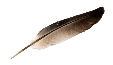 Beyaz arka planda izole edilmiş doğal kuş tüyleri. güvercin ve kaz tüyleri yakın plan