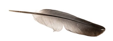 Beyaz arka planda izole edilmiş doğal kuş tüyleri. güvercin ve kaz tüyleri yakın plan