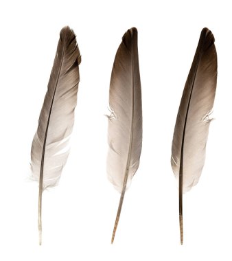 Beyaz arka planda izole edilmiş doğal kuş tüyleri. güvercin ve kaz tüyleri yakın plan