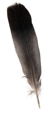 Beyaz arka planda izole edilmiş doğal kuş tüyleri. güvercin ve kaz tüyleri yakın plan