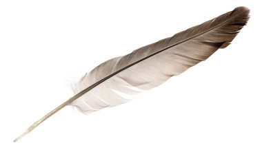 Beyaz arka planda izole edilmiş doğal kuş tüyleri. güvercin ve kaz tüyleri yakın plan