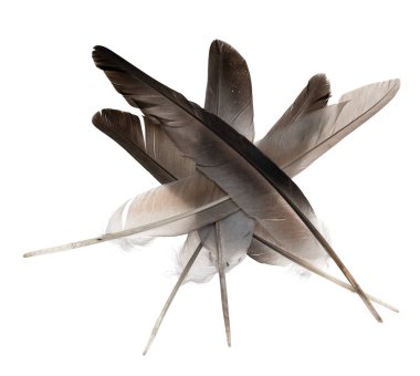 Beyaz arka planda izole edilmiş doğal kuş tüyleri. güvercin ve kaz tüyleri yakın plan