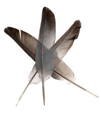 Beyaz arka planda izole edilmiş doğal kuş tüyleri. Kolaj güvercini ve kaz tüyü yakın plan.