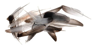 Beyaz arka planda izole edilmiş doğal kuş tüyleri. güvercin ve kaz tüyleri yakın plan