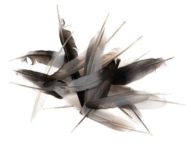 Beyaz arka planda izole edilmiş doğal kuş tüyleri. güvercin ve kaz tüyleri yakın plan