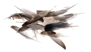 Beyaz arka planda izole edilmiş doğal kuş tüyleri. güvercin ve kaz tüyleri yakın plan