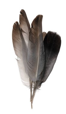 Beyaz arka planda izole edilmiş doğal kuş tüyleri. güvercin ve kaz tüyleri yakın plan