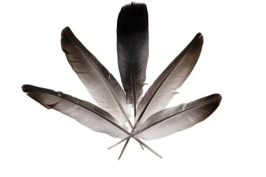 Beyaz arka planda izole edilmiş doğal kuş tüyleri. güvercin ve kaz tüyleri yakın plan