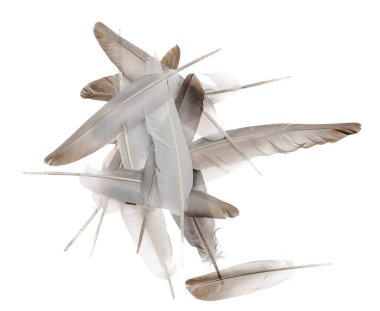 Beyaz arka planda izole edilmiş doğal kuş tüyleri. güvercin ve kaz tüyleri yakın plan