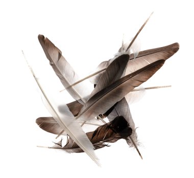 Beyaz arka planda izole edilmiş doğal kuş tüyleri. güvercin ve kaz tüyleri yakın plan