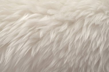 Üst bej desenli beyaz gerçek yün. Açık krem doğal koyun yünü. Pürüzsüz pamuk, tasarımcılar için tüylü kürk dokusu