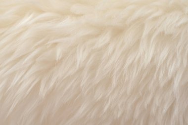 Üst bej desenli beyaz gerçek yün. Açık krem doğal koyun yünü. Pürüzsüz pamuk, tasarımcılar için tüylü kürk dokusu