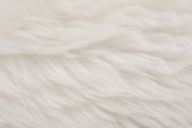 Üst bej desenli beyaz gerçek yün. Açık krem doğal koyun yünü. Pürüzsüz pamuk, tasarımcılar için tüylü kürk dokusu