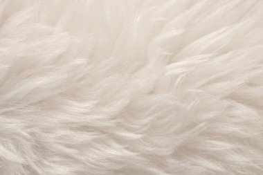 Üst bej desenli beyaz gerçek yün. Açık krem doğal koyun yünü. Pürüzsüz pamuk, tasarımcılar için tüylü kürk dokusu