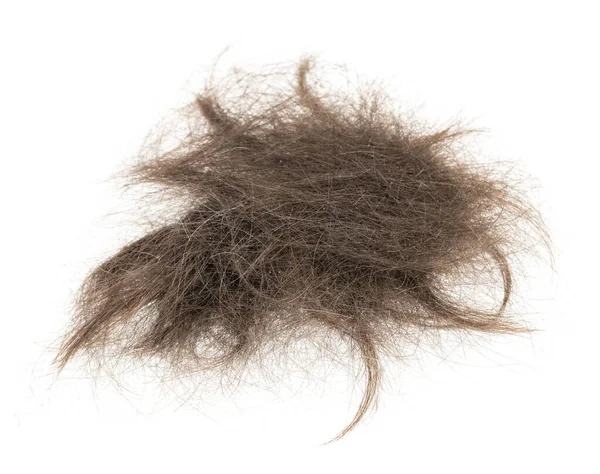 Haarbündel Isoliert Auf Weißem Hintergrund Haarbüschel Nahaufnahme — Stockfoto