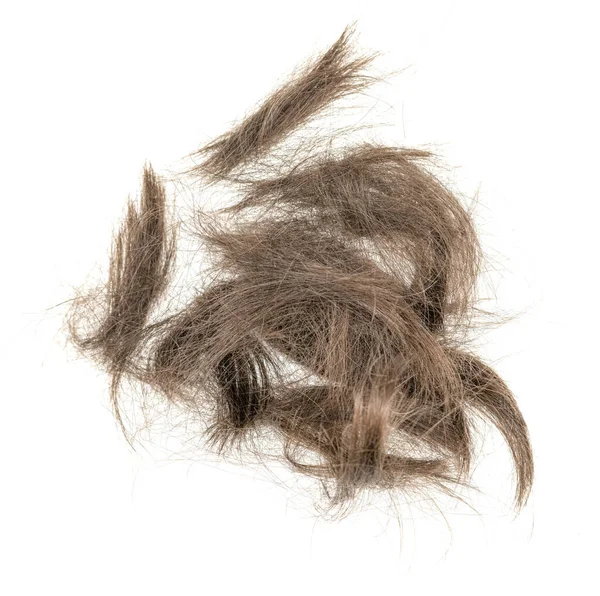 Beyaz arka planda saç tokası izole edilmiş. kabarık saç yakın plan.