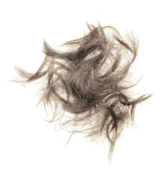 Beyaz arka planda saç tokası izole edilmiş. kabarık saç yakın plan.