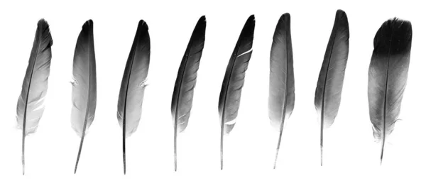 Naturliga Fågelfjädrar Isolerade Vit Bakgrund Collage Duva Och Gåsfjädrar Närbild — Stockfoto