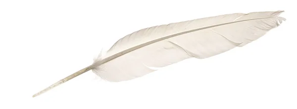 Penas Aves Naturais Isoladas Fundo Branco Penas Pombo Ganso Close — Fotografia de Stock