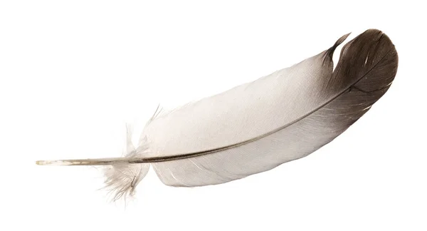 Penas Aves Naturais Isoladas Fundo Branco Penas Pombo Ganso Close — Fotografia de Stock