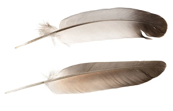 Plumas Naturales Aves Aisladas Sobre Fondo Blanco Paloma Plumas Ganso — Foto de Stock