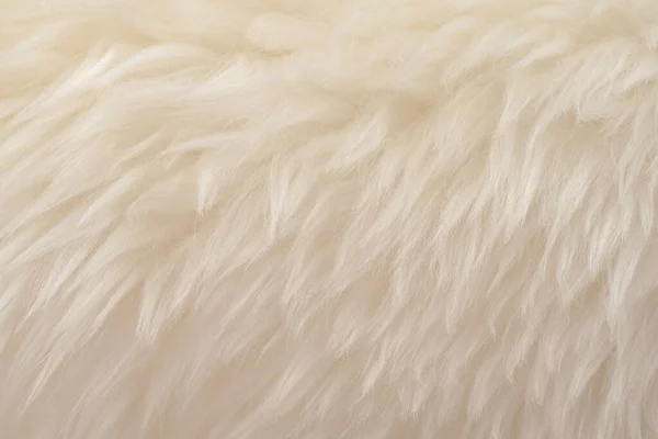 ベージュの上質感の背景を持つ白い本物のウール 軽いクリーム天然羊のウール シームレスな綿 デザイナーのためのふわふわの毛皮の質感 — ストック写真