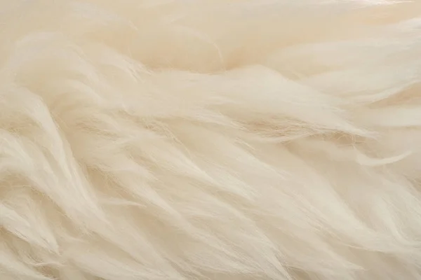Lana Real Blanca Con Fondo Beige Textura Superior Crema Ligera — Foto de Stock