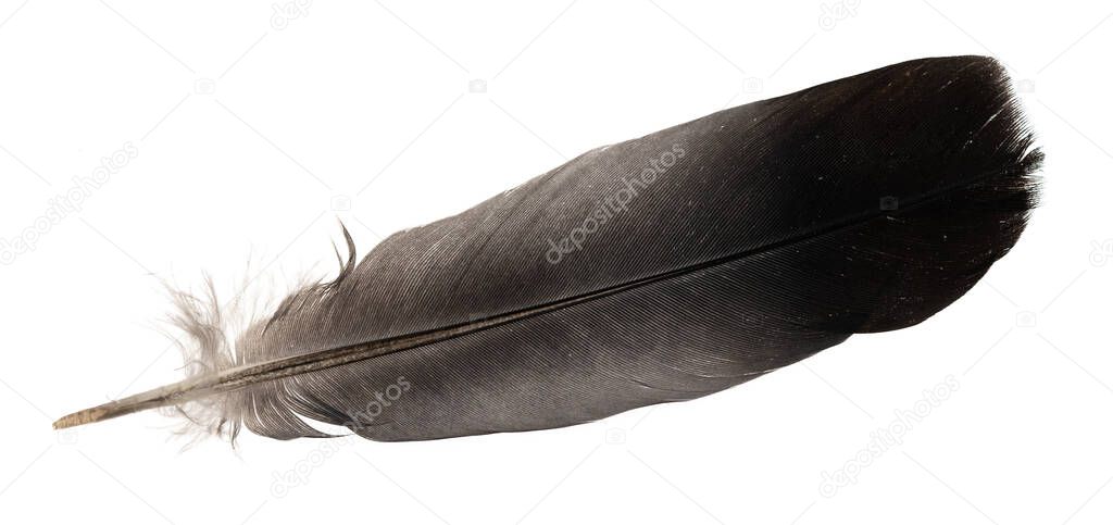 Natural bird feathers isolated on a white background. pigeon and goose feathers close-up