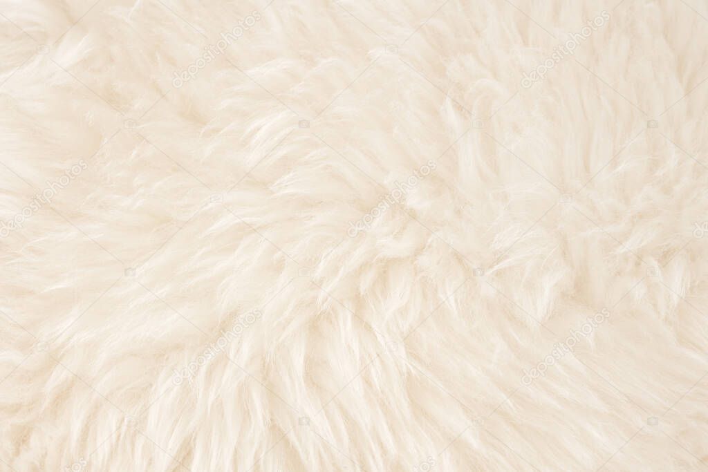 White real wool with beige top texture background. light cream natural sheep wool.  seamless plush cotton, texture of fluffy fur for designers