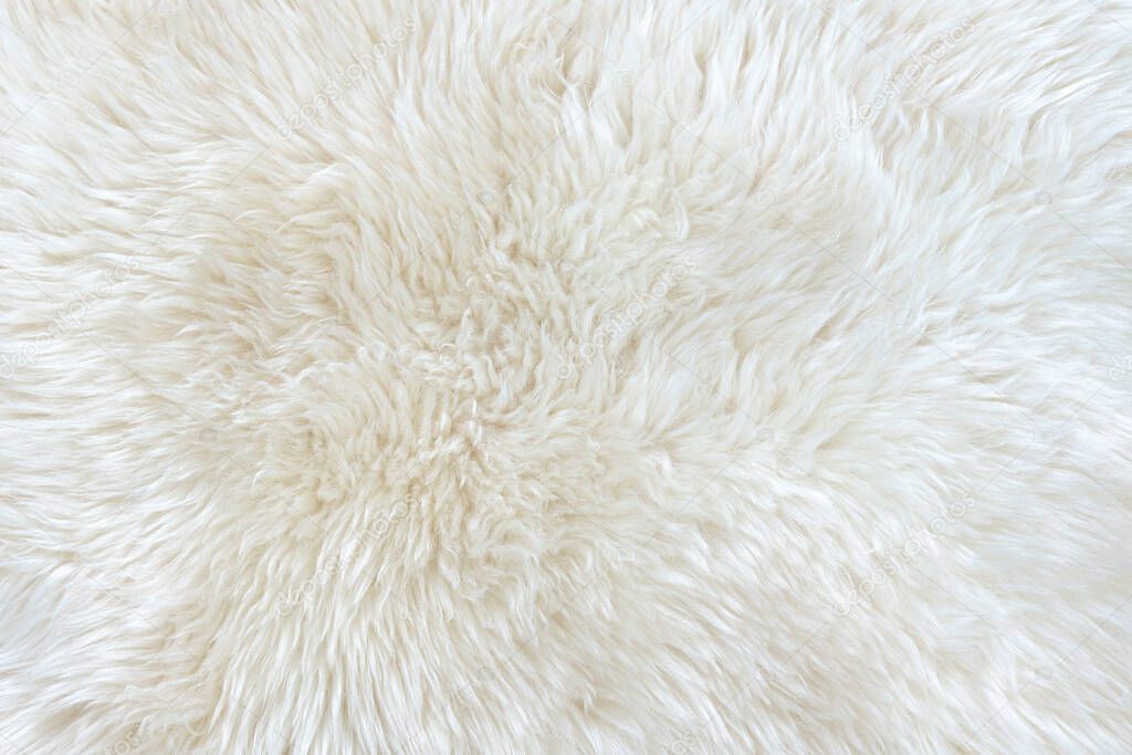 White real wool with beige top texture background. light cream natural sheep wool.  seamless plush cotton, texture of fluffy fur for designers