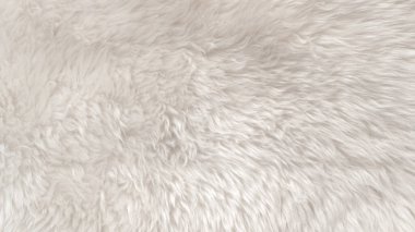 Beyaz yün dokusu, açık doğal hayvan yünü, beyaz dikişsiz pamuk, tasarımcılar için tüylü kürk dokusu, yakın plan beyaz yün halı.