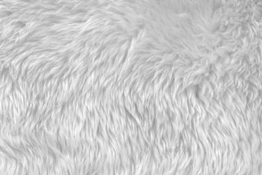 Beyaz yün dokusu, açık doğal hayvan yünü, beyaz dikişsiz pamuk, tasarımcılar için tüylü kürk dokusu, yakın plan beyaz yün halı.