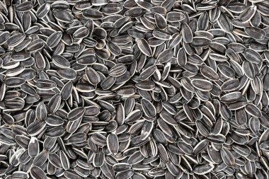 Çizgili büyük ayçiçeği arkaplan dokusu