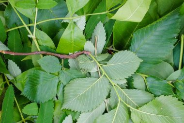 Bir grup yeşil yaprak arkaplan dokusu