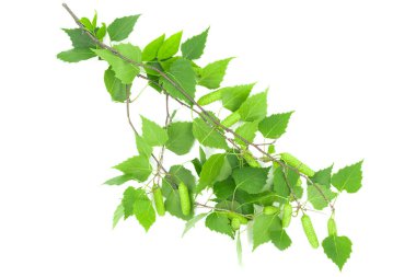 Beyaz arkaplanda yeşil huş yaprakları izole