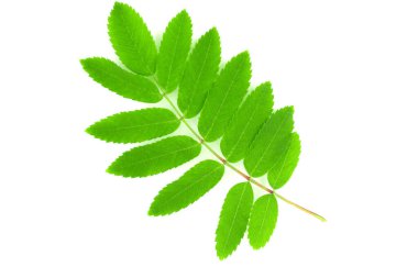 Yeşil rowan beyaz arkaplanda izole bırakılır