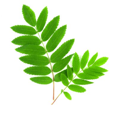 Yeşil rowan beyaz arkaplanda izole bırakılır