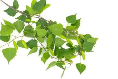 Beyaz arkaplanda yeşil huş yaprakları izole