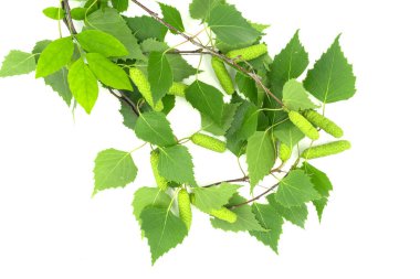 Beyaz arkaplanda yeşil huş yaprakları izole